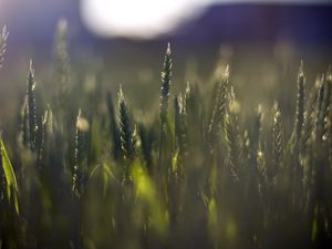 Preview wallpaper wheat, field, blur, ears