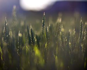 Preview wallpaper wheat, field, blur, ears