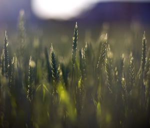 Preview wallpaper wheat, field, blur, ears