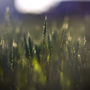 Preview wallpaper wheat, field, blur, ears