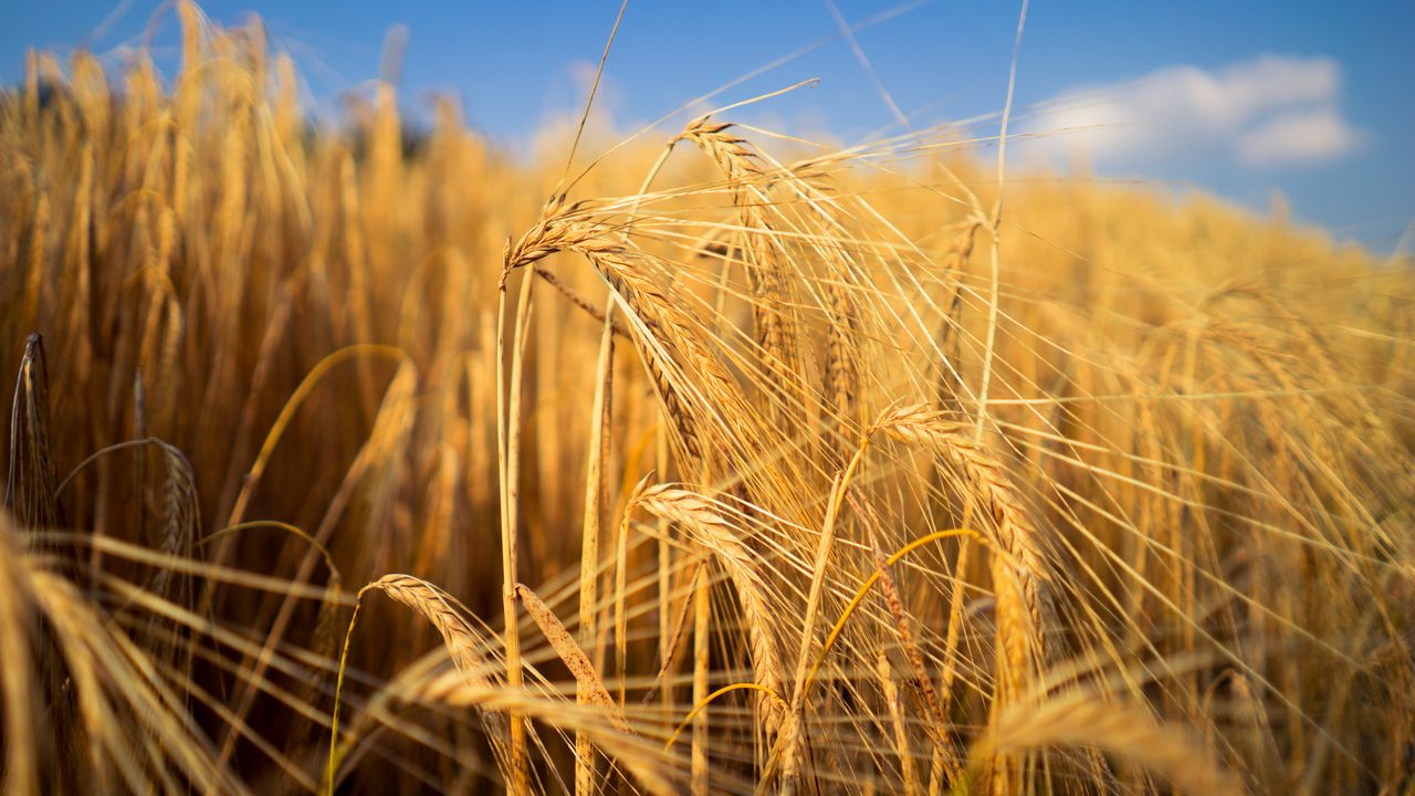 Wallpaper wheat, field, ears, blur, nature