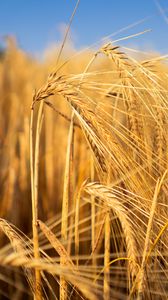 Preview wallpaper wheat, field, ears, blur, nature