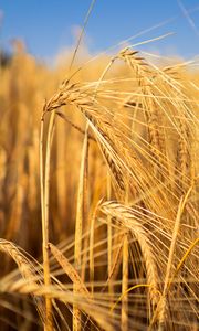 Preview wallpaper wheat, field, ears, blur, nature