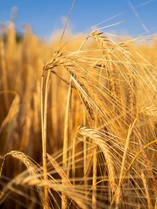 Preview wallpaper wheat, field, ears, blur, nature
