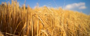 Preview wallpaper wheat, field, ears, blur, nature