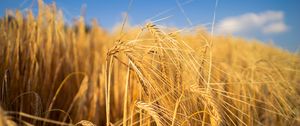 Preview wallpaper wheat, field, ears, blur, nature