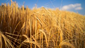 Preview wallpaper wheat, field, ears, blur, nature