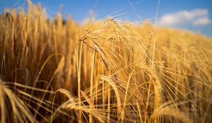 Preview wallpaper wheat, field, ears, blur, nature