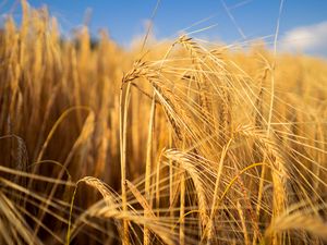 Preview wallpaper wheat, field, ears, blur, nature