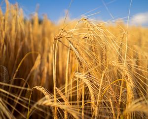 Preview wallpaper wheat, field, ears, blur, nature