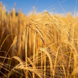 Preview wallpaper wheat, field, ears, blur, nature