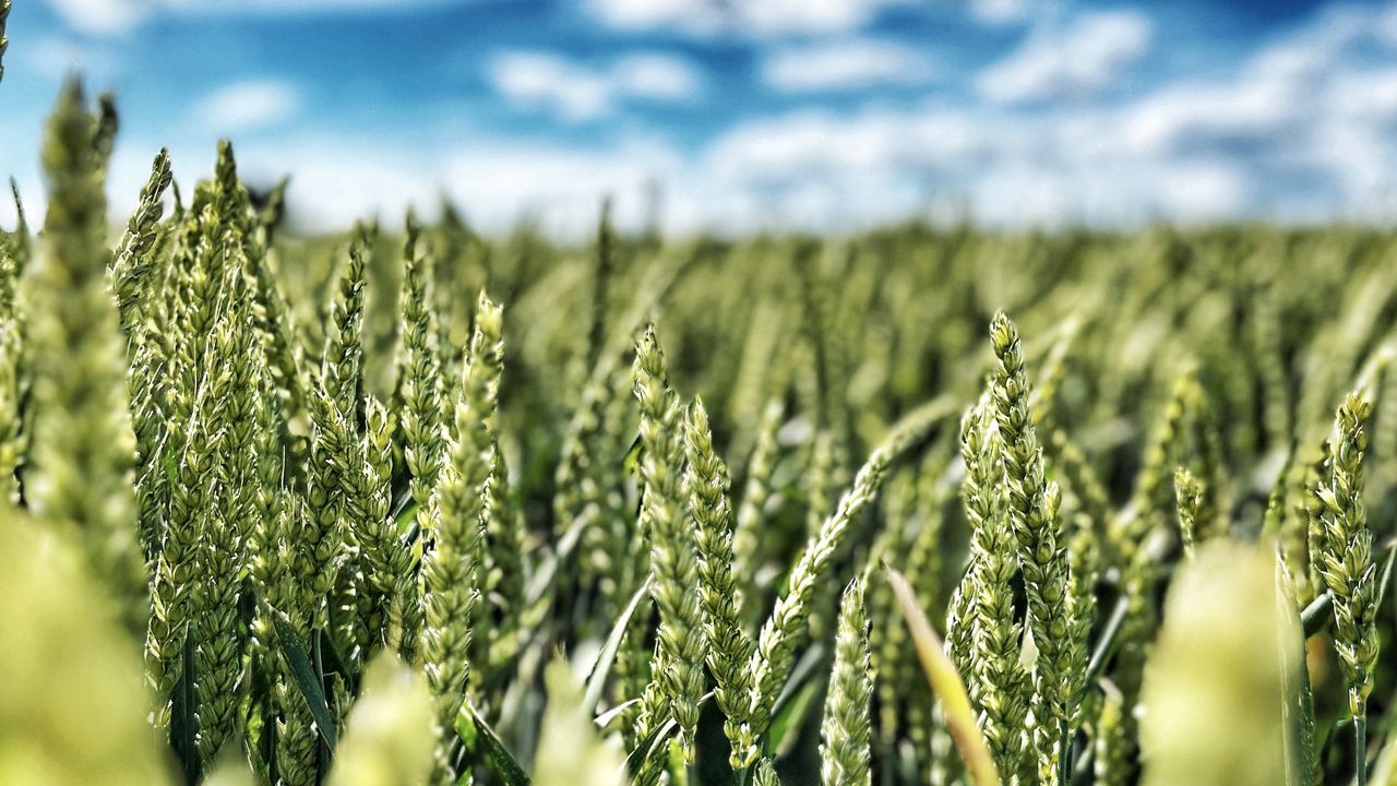 Wallpaper wheat, field, ears, nature, sky