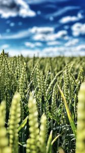 Preview wallpaper wheat, field, ears, nature, sky