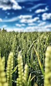 Preview wallpaper wheat, field, ears, nature, sky