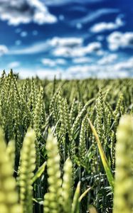 Preview wallpaper wheat, field, ears, nature, sky