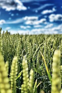 Preview wallpaper wheat, field, ears, nature, sky