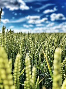 Preview wallpaper wheat, field, ears, nature, sky
