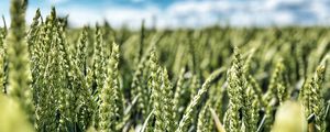 Preview wallpaper wheat, field, ears, nature, sky