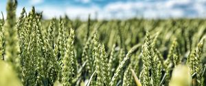 Preview wallpaper wheat, field, ears, nature, sky