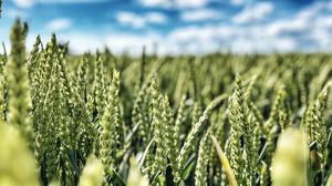 Preview wallpaper wheat, field, ears, nature, sky