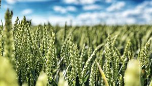 Preview wallpaper wheat, field, ears, nature, sky