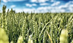 Preview wallpaper wheat, field, ears, nature, sky