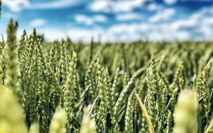 Preview wallpaper wheat, field, ears, nature, sky