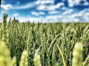 Preview wallpaper wheat, field, ears, nature, sky