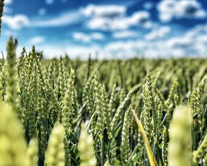 Preview wallpaper wheat, field, ears, nature, sky