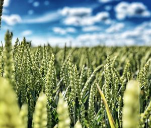 Preview wallpaper wheat, field, ears, nature, sky