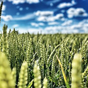 Preview wallpaper wheat, field, ears, nature, sky