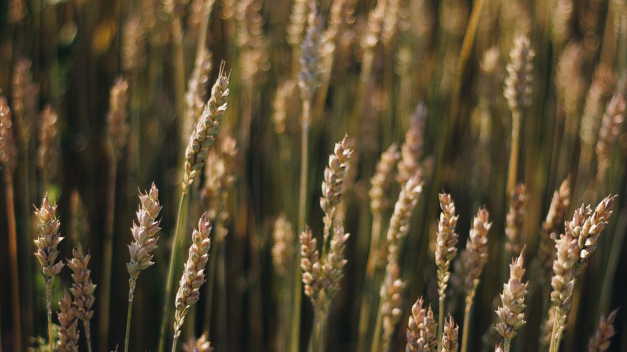 Wallpaper wheat, field, ears, plant, macro