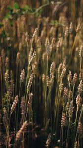 Preview wallpaper wheat, field, ears, plant, macro