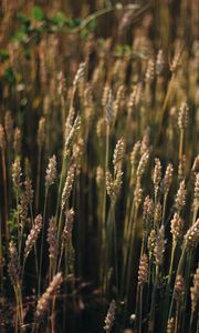 Preview wallpaper wheat, field, ears, plant, macro