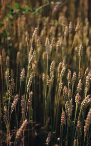 Preview wallpaper wheat, field, ears, plant, macro