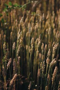 Preview wallpaper wheat, field, ears, plant, macro