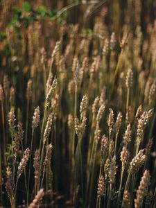 Preview wallpaper wheat, field, ears, plant, macro