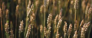 Preview wallpaper wheat, field, ears, plant, macro