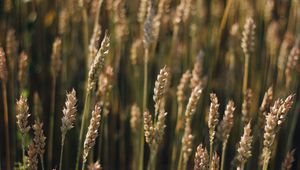 Preview wallpaper wheat, field, ears, plant, macro