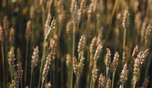 Preview wallpaper wheat, field, ears, plant, macro