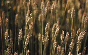 Preview wallpaper wheat, field, ears, plant, macro