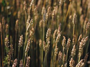 Preview wallpaper wheat, field, ears, plant, macro