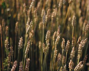 Preview wallpaper wheat, field, ears, plant, macro