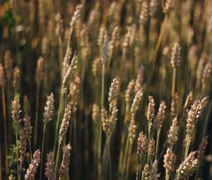 Preview wallpaper wheat, field, ears, plant, macro