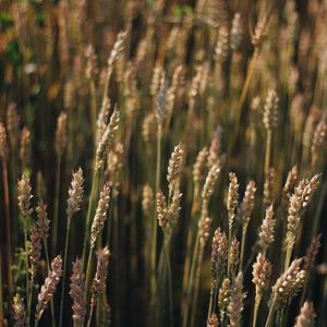 Preview wallpaper wheat, field, ears, plant, macro