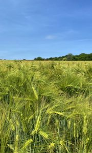 Preview wallpaper wheat, field, ears, landscape