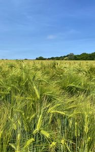 Preview wallpaper wheat, field, ears, landscape