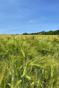 Preview wallpaper wheat, field, ears, landscape