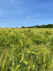 Preview wallpaper wheat, field, ears, landscape