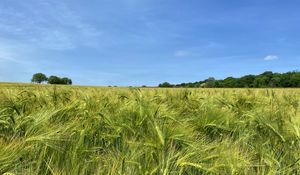 Preview wallpaper wheat, field, ears, landscape